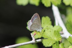 Celastrina echo cinerea