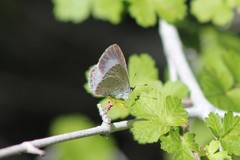 Celastrina echo cinerea
