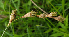 Carex tenera