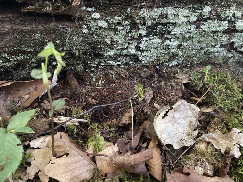 Image of Three Birds Orchid (Triphora trianthophoros) by (c) Dan MacNeal, some rights reserved (CC BY)