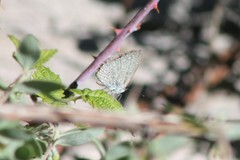 Celastrina echo cinerea