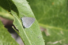 Celastrina echo cinerea