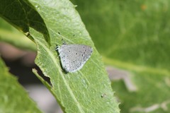 Celastrina echo cinerea