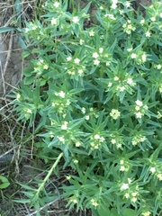 Lithospermum ruderale