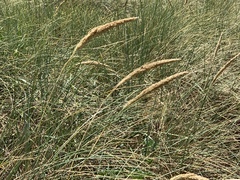 Ammophila