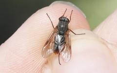 Symphoromyia