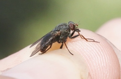 Symphoromyia