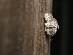 Margarodidae