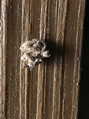 Margarodidae