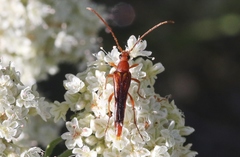 Neobellamira delicata
