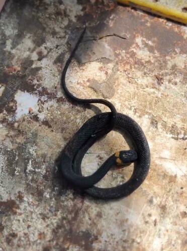 Ringneck Coffee Snake