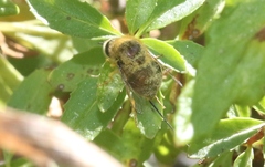 Eulonchus smaragdinus