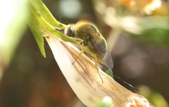 Eulonchus smaragdinus