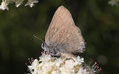 Satyrium auretorum