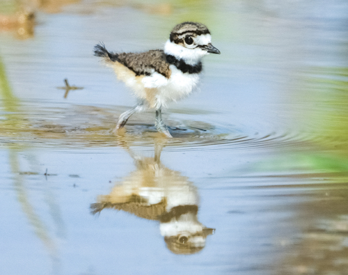 Killdeer, San Angelo, TX 76904, USA, photo 7 of 10