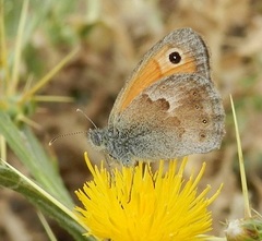 Coenonympha pamphilus