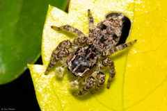 Sumampattus quinqueradiatus