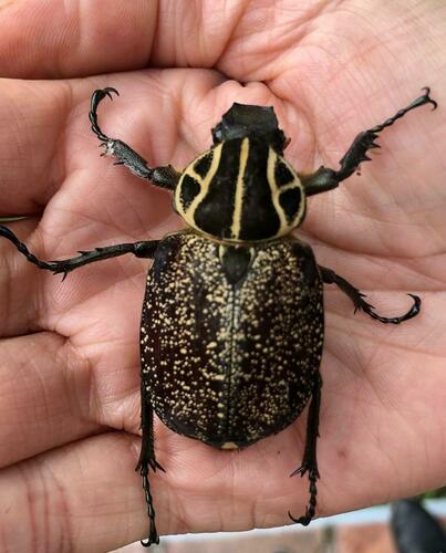 Inca clathratus sommeri