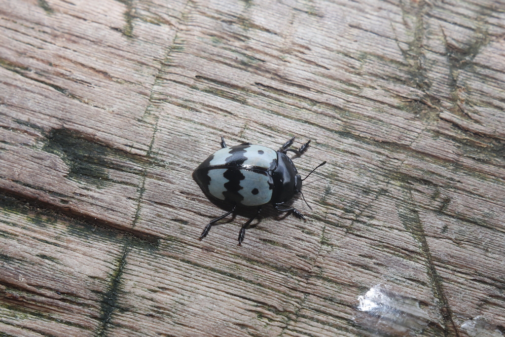 Iphiclus geometra