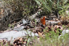 Speyeria coronis carolae