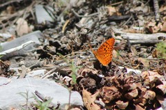Speyeria coronis carolae
