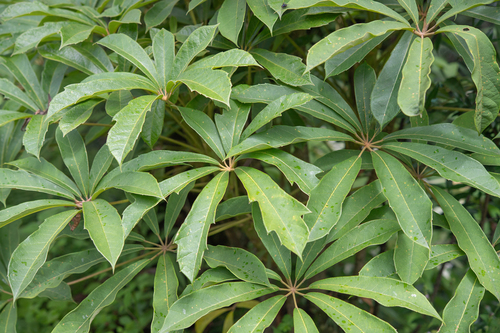 Schefflera glauca