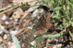 Erynnis meridianus