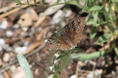 Erynnis meridianus