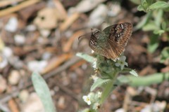 Erynnis meridianus