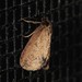 Psyche casta - Photo (c) Jason M Crockwell, algunos derechos reservados (CC BY-NC-ND), subido por Jason M Crockwell