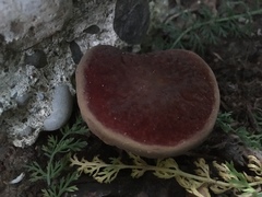 Xerocomellus salicicola