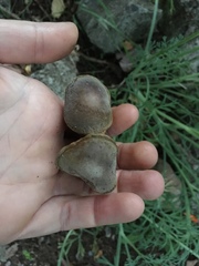 Xerocomellus salicicola
