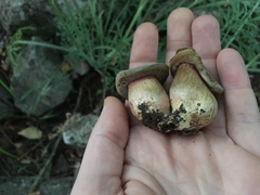 Xerocomellus salicicola