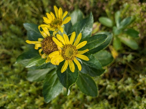 Seabeach Groundsel