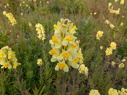 common toadflax