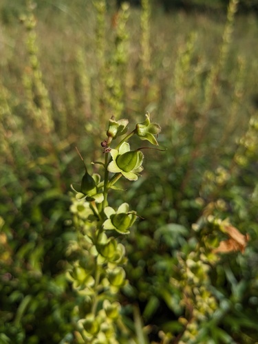 Digitalis ciliata, photograph 2