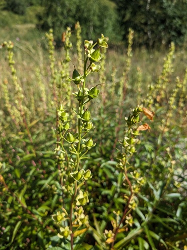 Digitalis ciliata, photograph 1