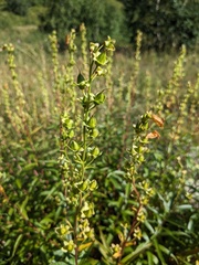 Digitalis ciliata