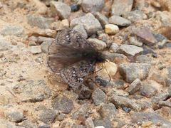 Erynnis juvenalis juvenalis