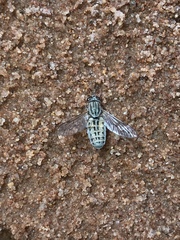 Silvius quadrivittatus