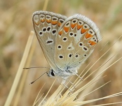 Polyommatus thersites