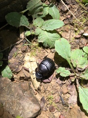 Phanaeus triangularis