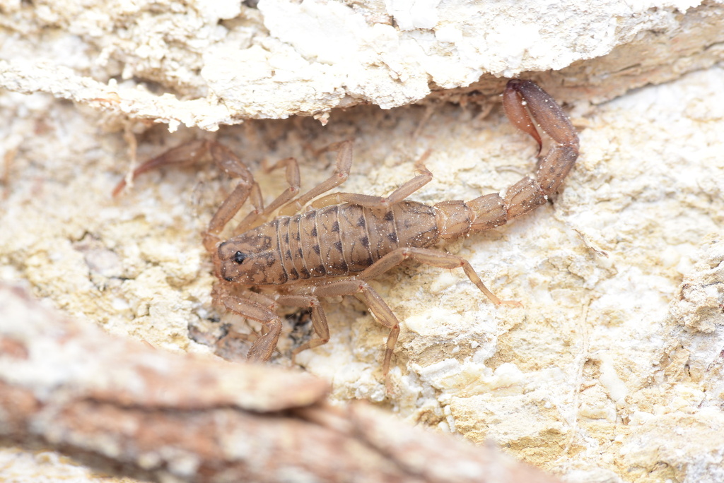 Chihuahuanus bilineatus