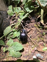 Phanaeus triangularis
