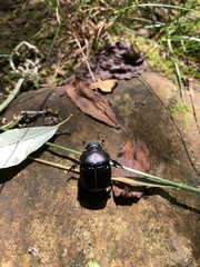 Phanaeus triangularis