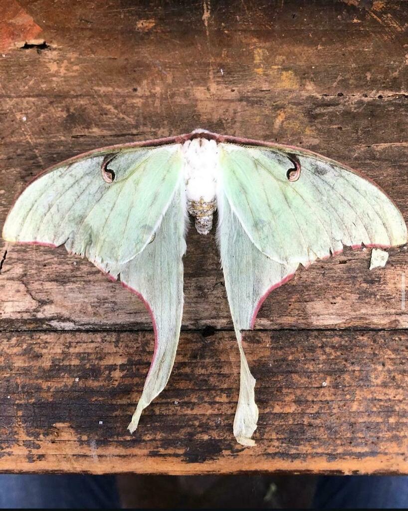 Mexican Moon Moth