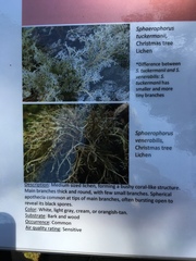 Sphaerophorus venerabilis