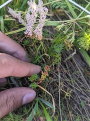Sedum tenellum, photograph (c) Yuri Sofronov, some rights reserved (CC BY)