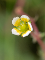 Saxifraga strigosa, photograph (c) Morten Ross, some rights reserved (CC BY)