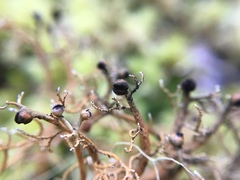 Sphaerophorus venerabilis